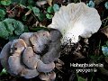 Hohenbuehelia geogenia-amf1478-1